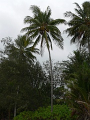 054 Palm Cove